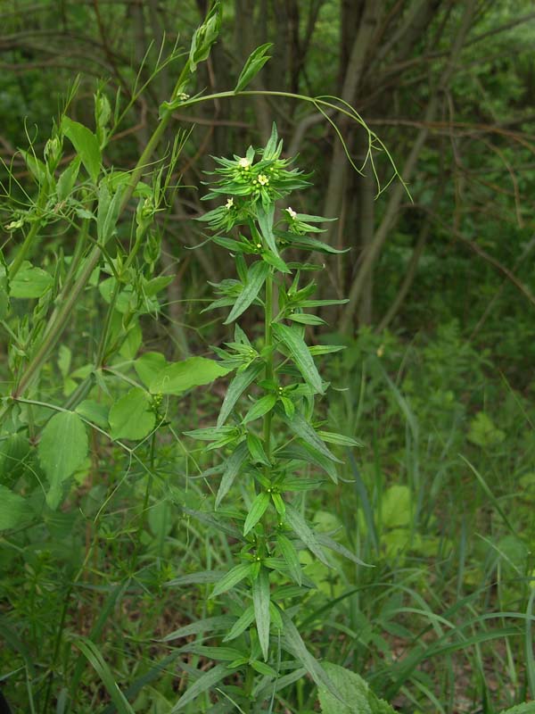 Image of Lithospermum officinale specimen.