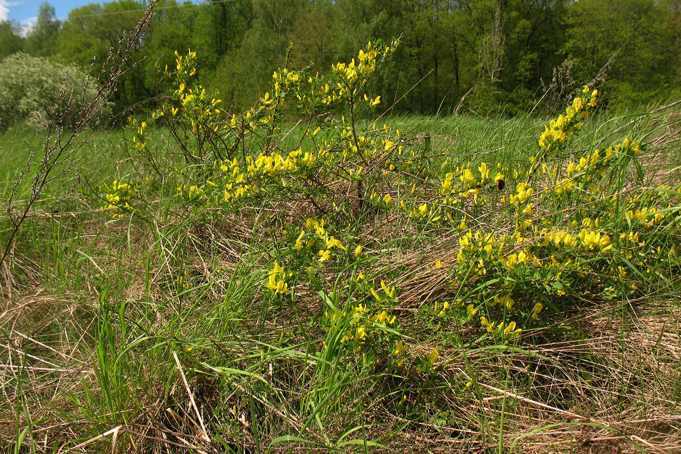 Изображение особи Chamaecytisus ruthenicus.