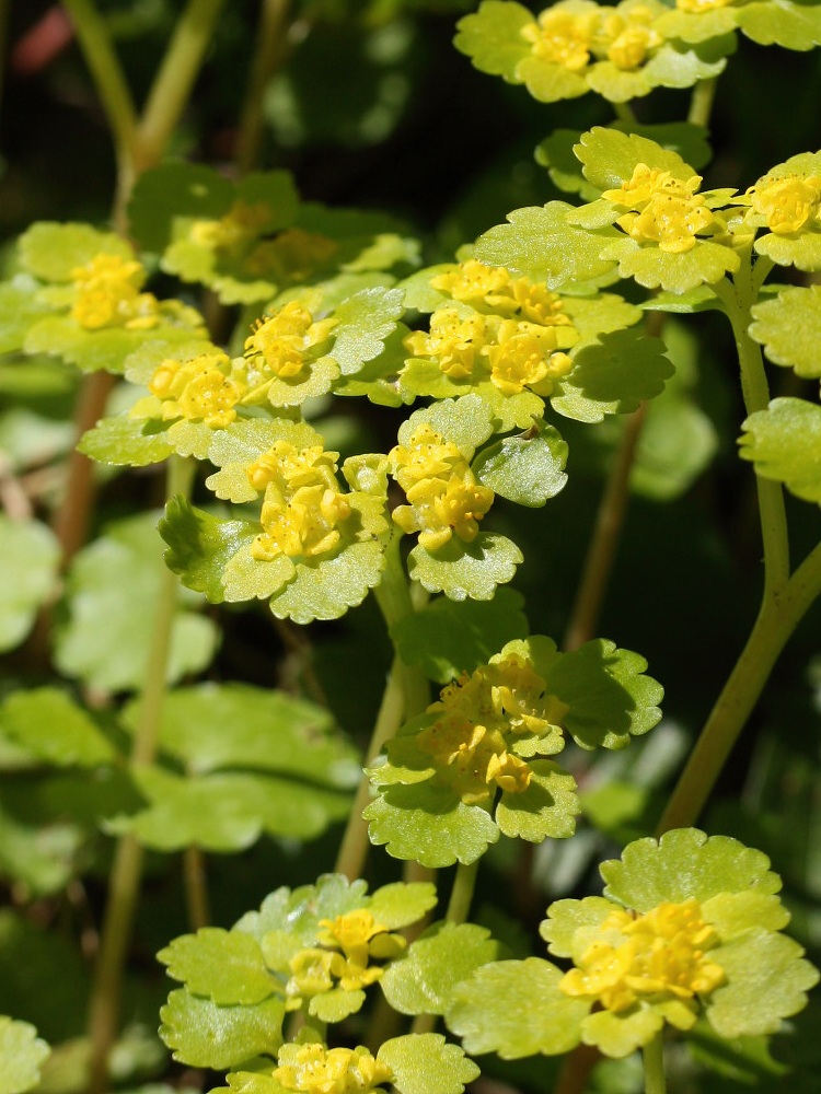 Image of Chrysosplenium alternifolium specimen.