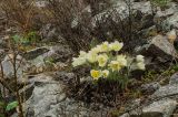 Pulsatilla uralensis. Куртина цветущих растений в каплях дождя. Челябинская обл., Троицкий р-н, Кособродское сельское поселение, окр. с. Подгорное, долина р. Уй, прибрежный скальник. 2 мая 2021 г.