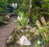 Anguloa virginalis. Цветущее растение. Перу, регион Куско, провинция Урубамба, Mariposario de Machu Picchu. 19.10.2019.