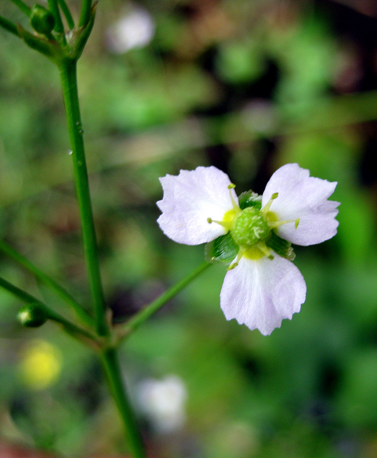 Image of Alisma plantago-aquatica specimen.