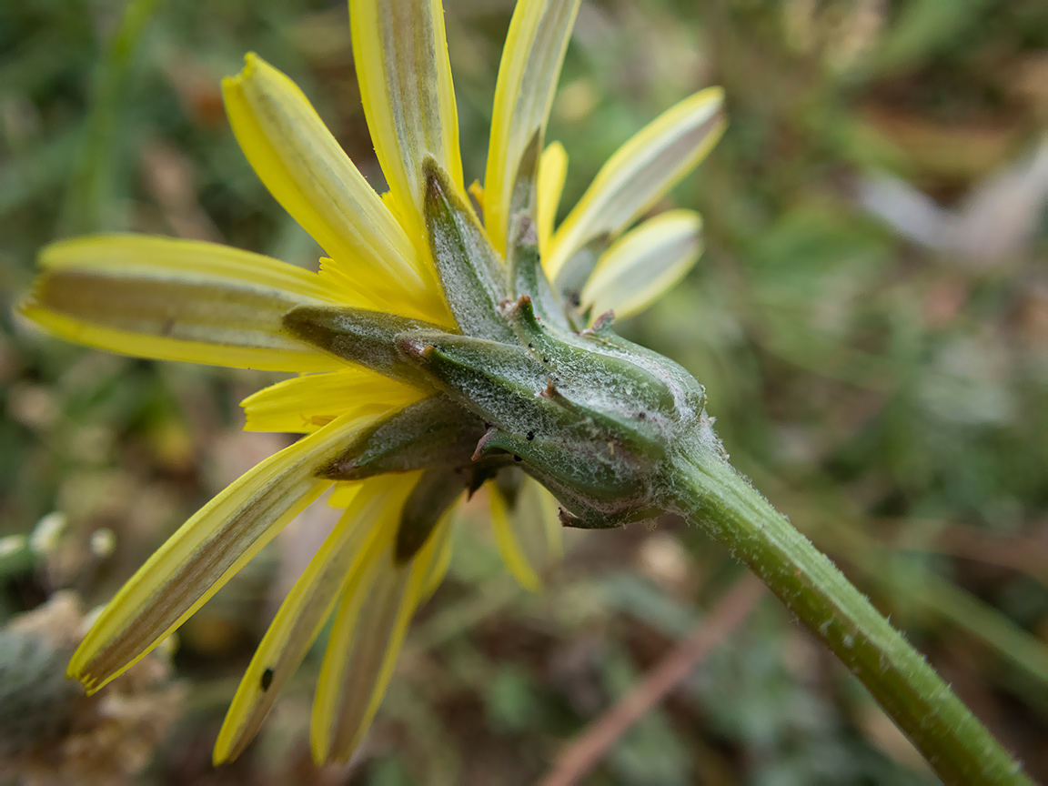 Image of Scorzonera cana specimen.