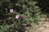 Althaea narbonensis