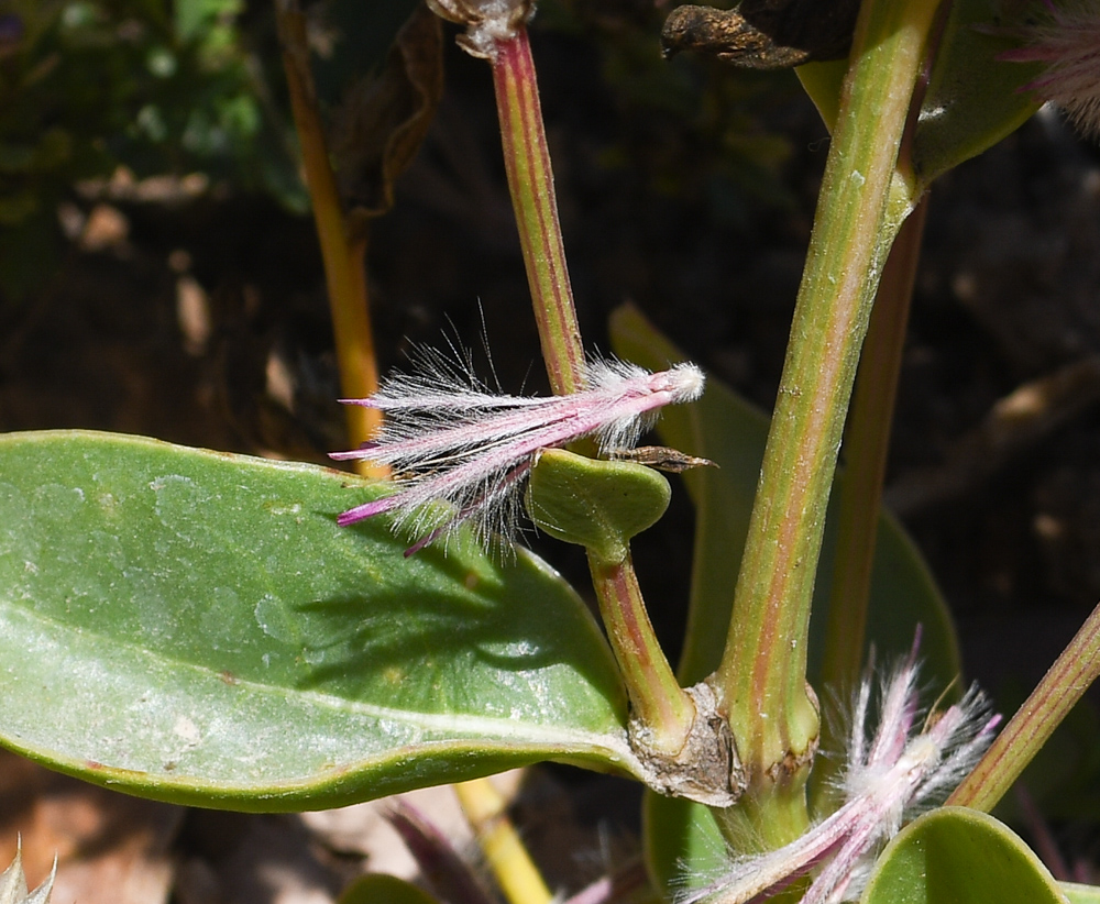 Image of Ptilotus exaltatus specimen.
