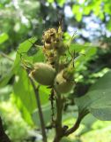 Fothergilla major