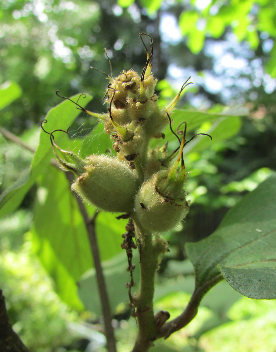 Image of Fothergilla major specimen.