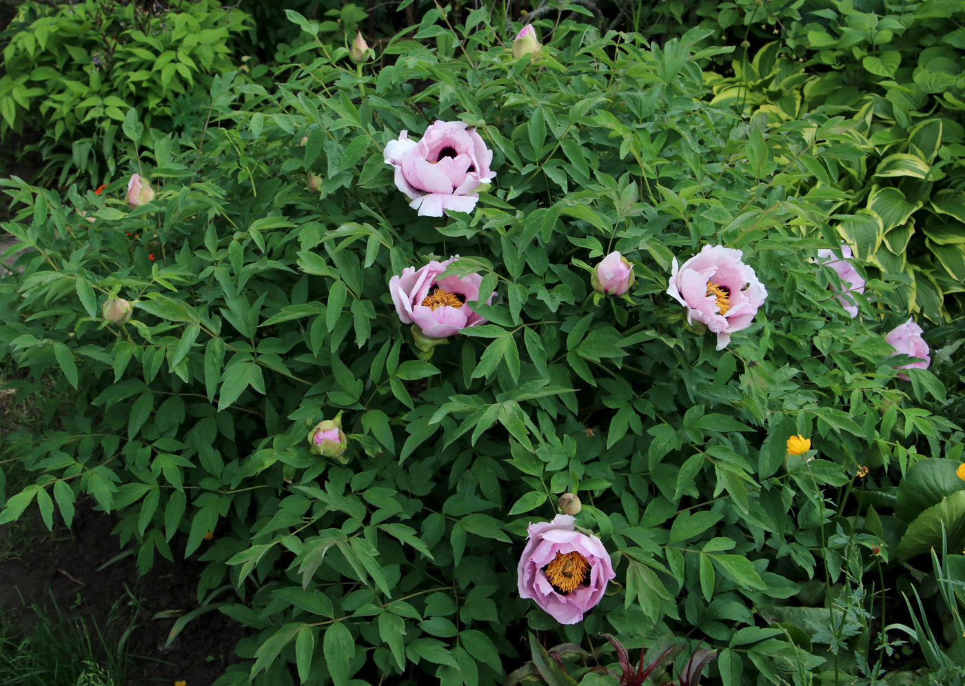 Image of Paeonia suffruticosa specimen.