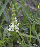 Stachys recta