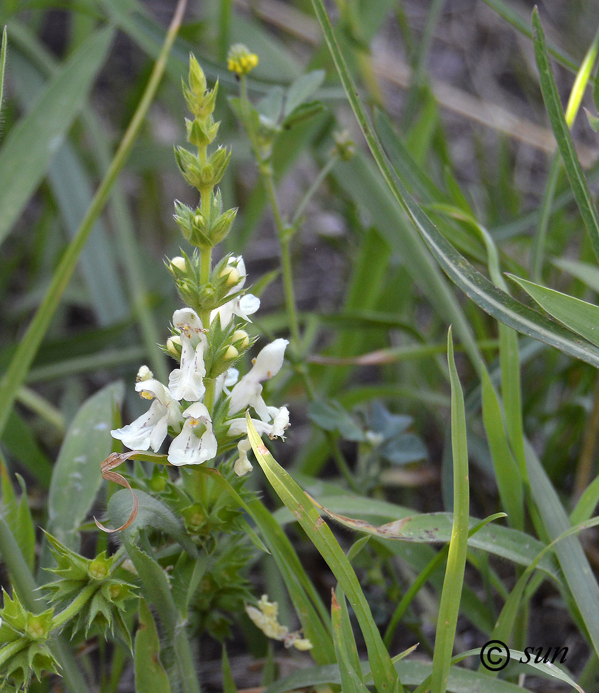 Изображение особи Stachys recta.