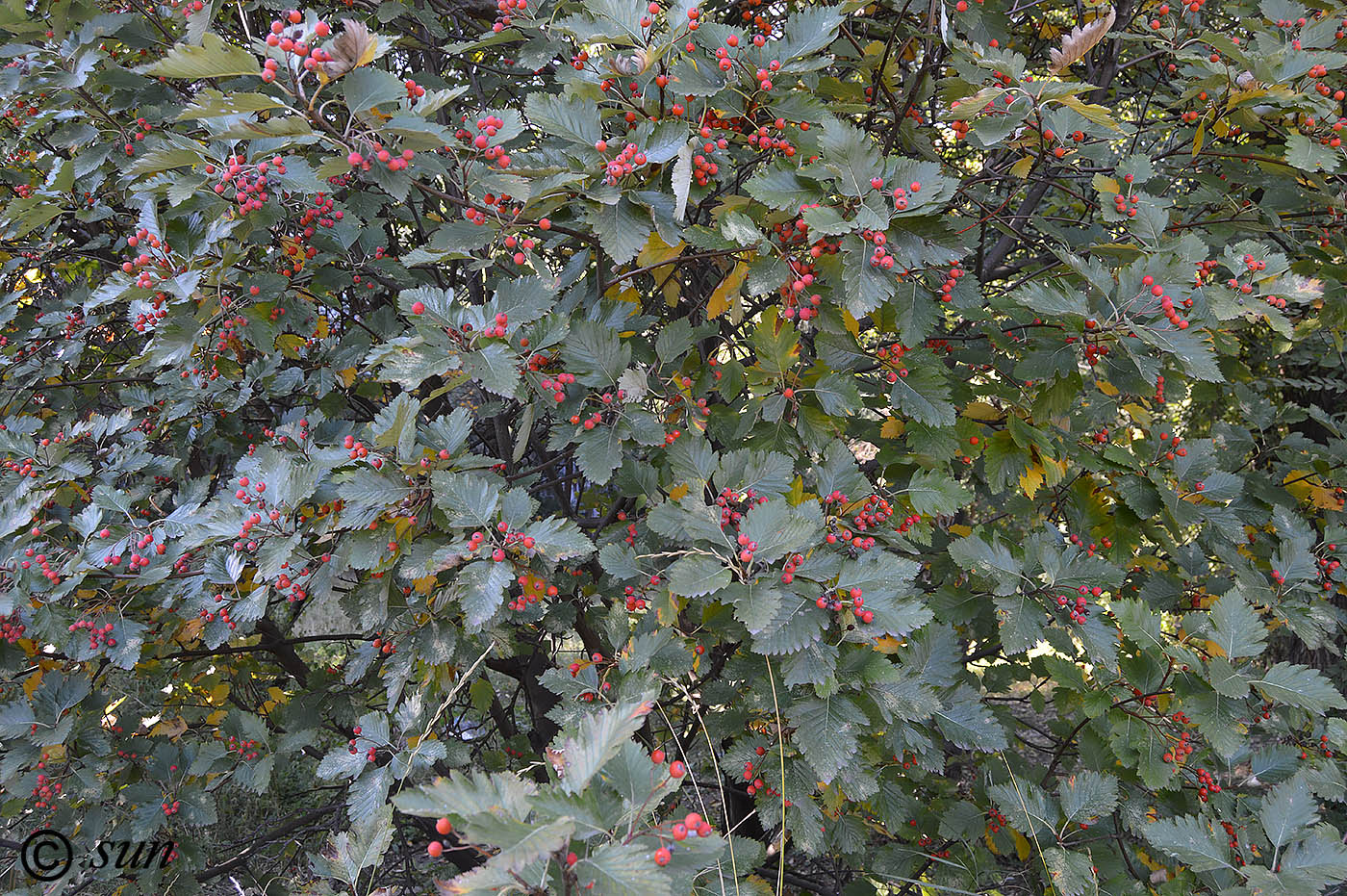 Image of Sorbus intermedia specimen.