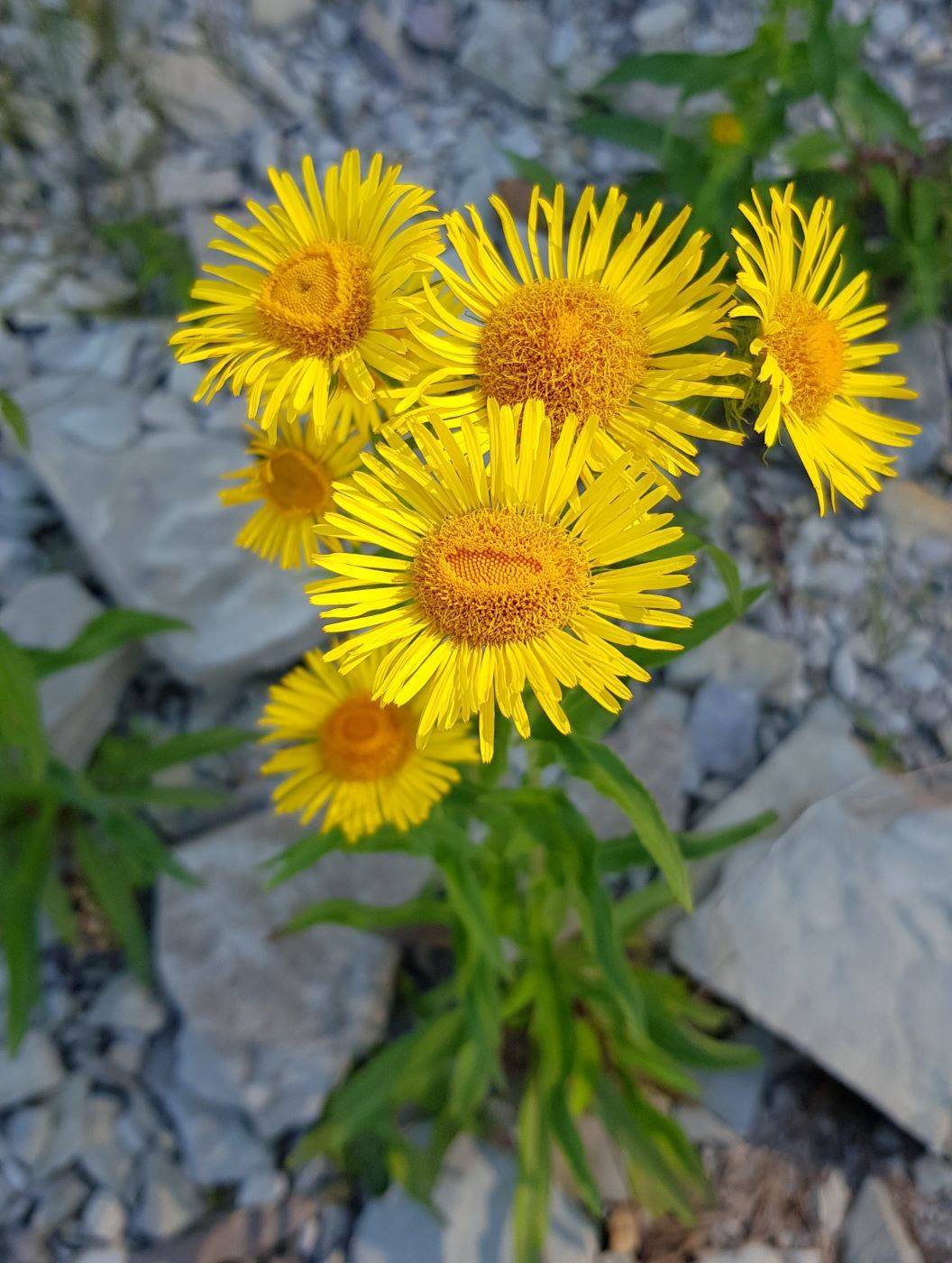 Image of Inula britannica specimen.