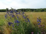 Delphinium cuneatum