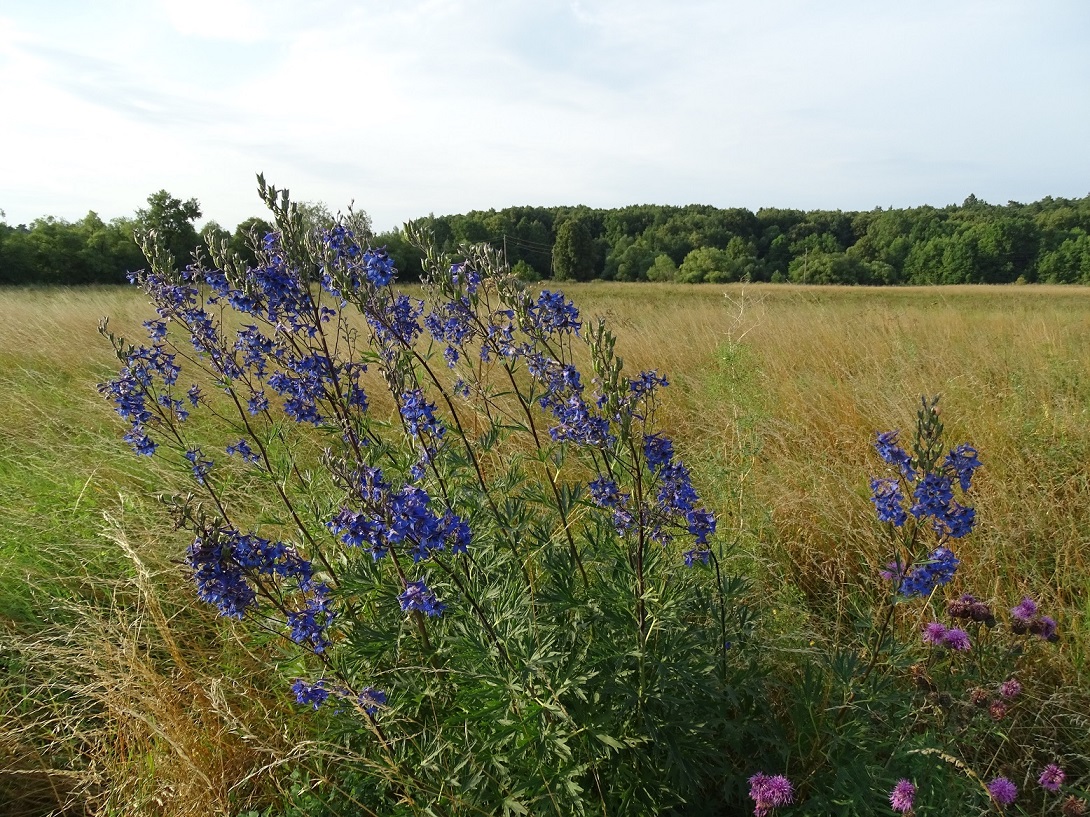 Изображение особи Delphinium cuneatum.