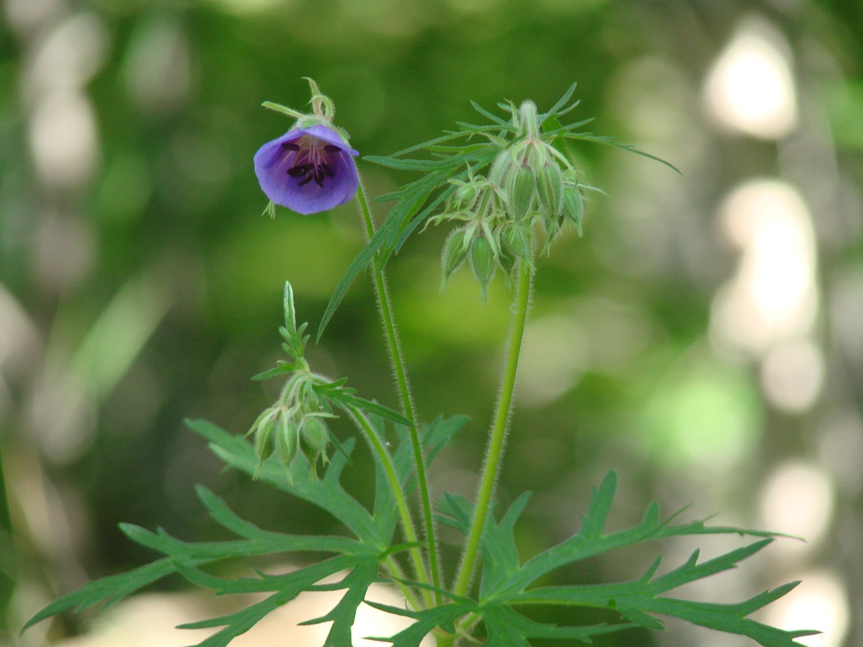 Image of Geranium transbaicalicum ssp. turczaninovii specimen.