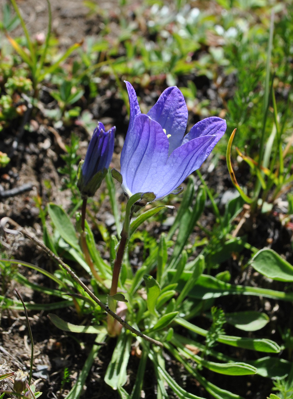 Image of Campanula saxifraga specimen.