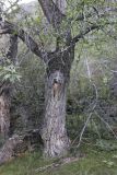 Populus laurifolia. Нижняя часть дерева. Республика Алтай, Онгудайский р-н, окр. устья р. Аргут, левый берег р. Катунь. 31 июля 2020 г.