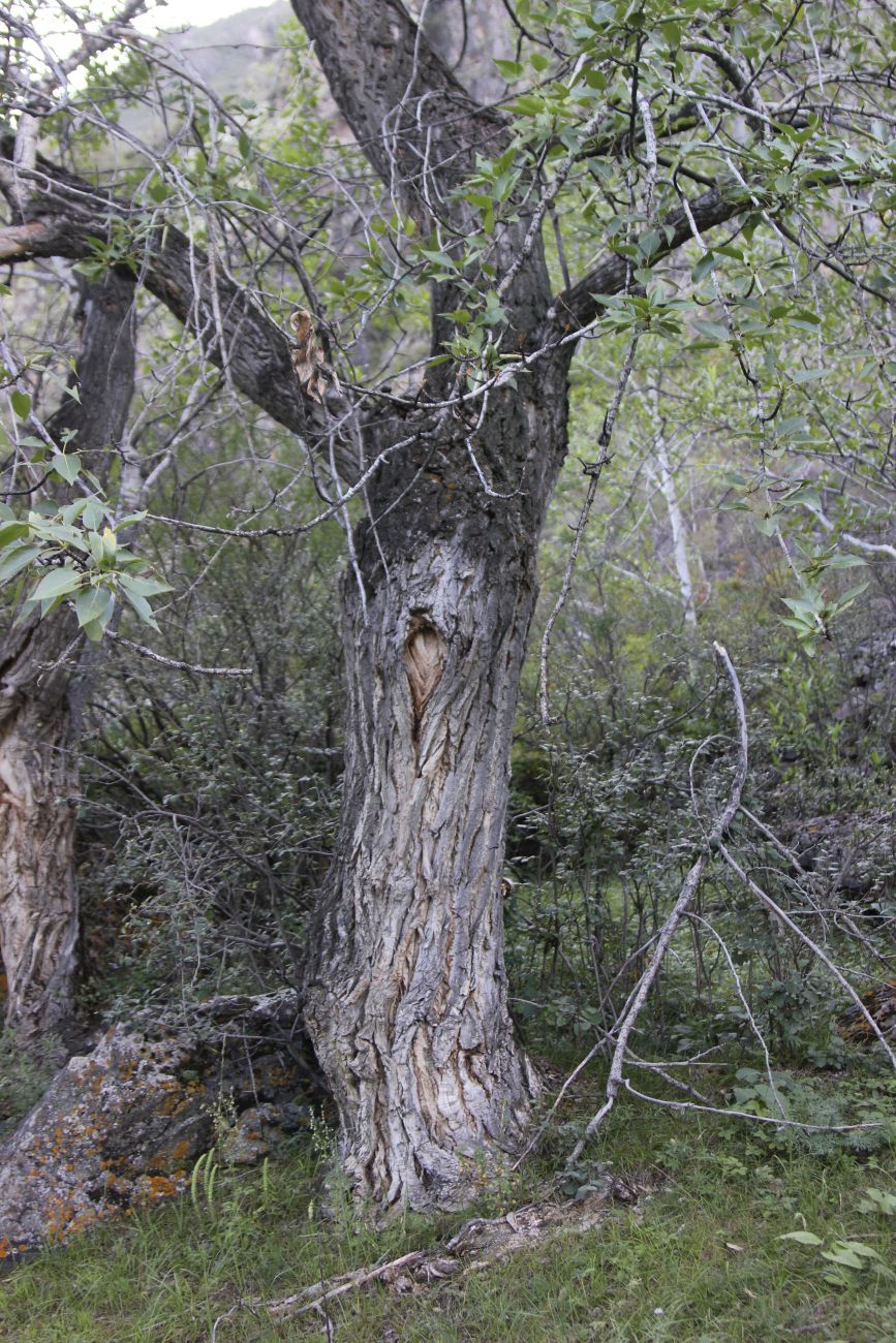 Изображение особи Populus laurifolia.