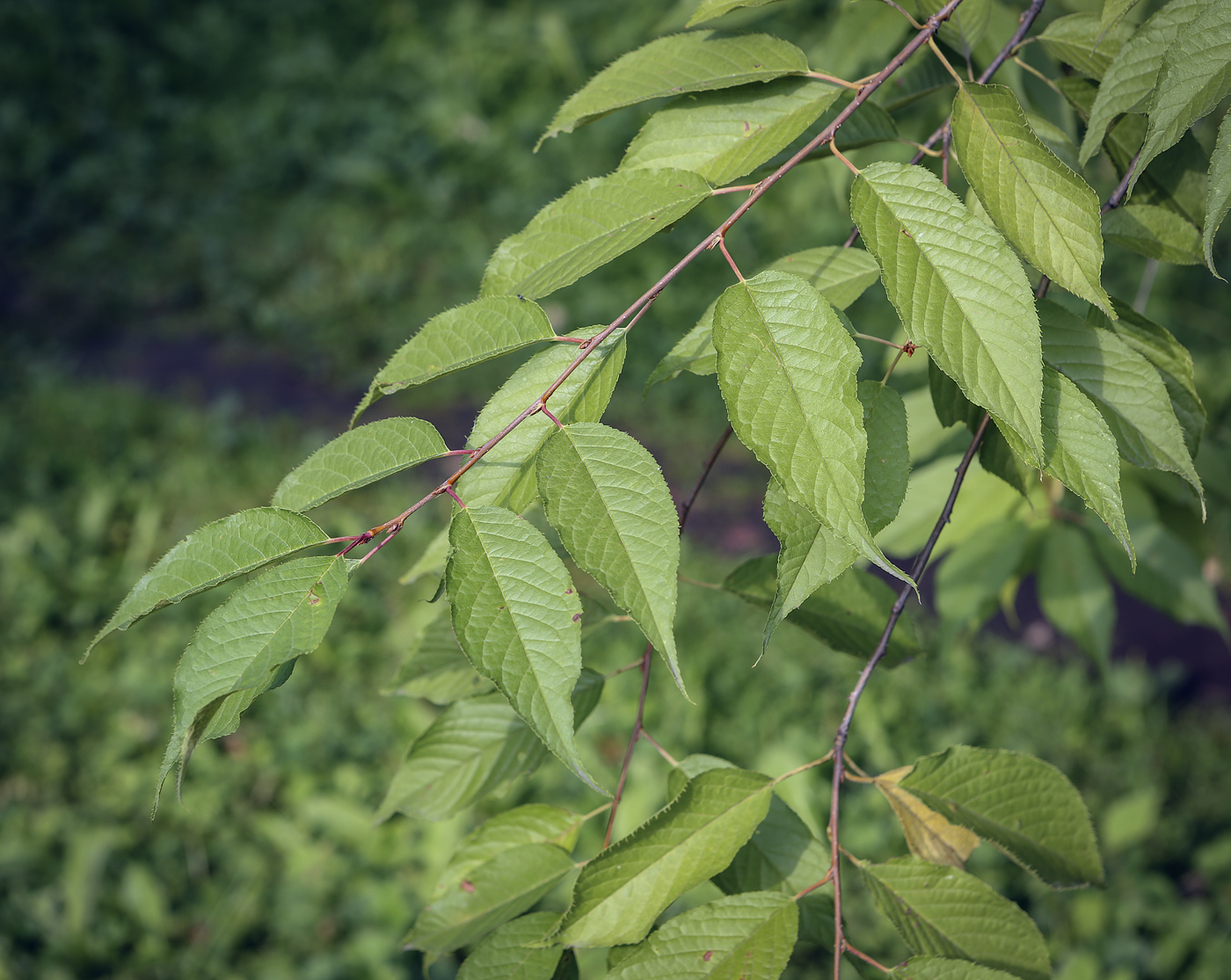 Изображение особи род Prunus.