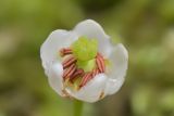 Moneses uniflora