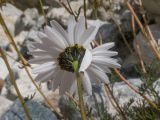 Tripleurospermum caucasicum. Верхушка побега с соцветием. Кабардино-Балкария, Черекский р-н, Кабардино-Балкарский высокогорный заповедник, Черек-Безенгийское ущелье, ≈ 2500 м н.у.м., ледник Безенги, среди валунов. 18.08.2021.