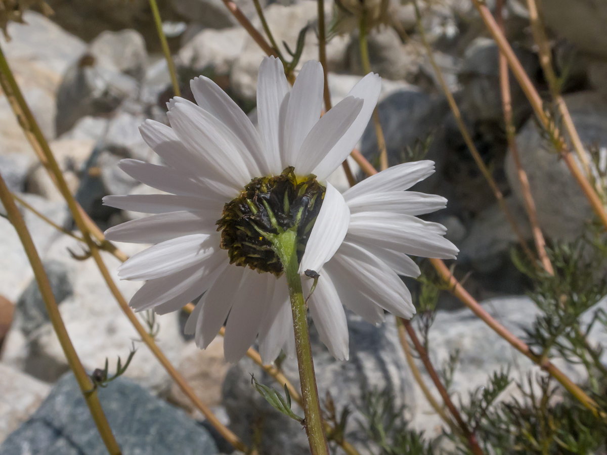 Изображение особи Tripleurospermum caucasicum.