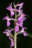Dactylorhiza traunsteineri. Соцветие. Ивановская обл., Фурмановский р-н, Хромцовское сельское поселение, окр. дер. Каликино, Уткинское болото, ключевое зеленомошное болото. 03 июля 2021 г.