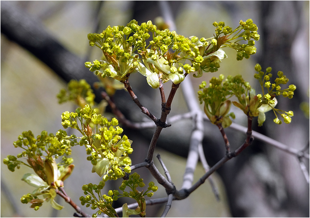 Image of Acer platanoides specimen.