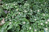 Pachysandra terminalis. Цветущие растения. Москва, филиал Ботсада МГУ \"Аптекарский огород\", теневой сад, в культуре. 10.05.2022.
