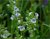 Veronica serpyllifolia