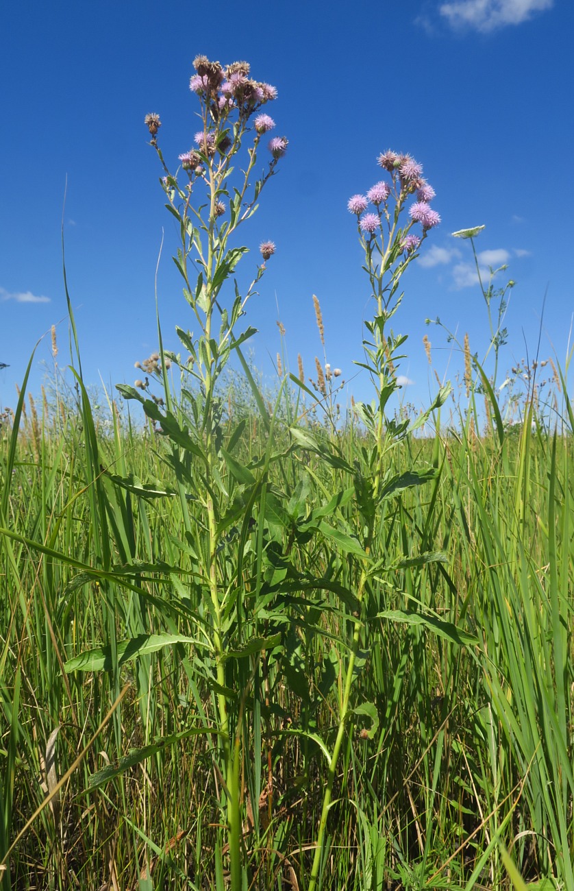 Изображение особи Cirsium incanum.