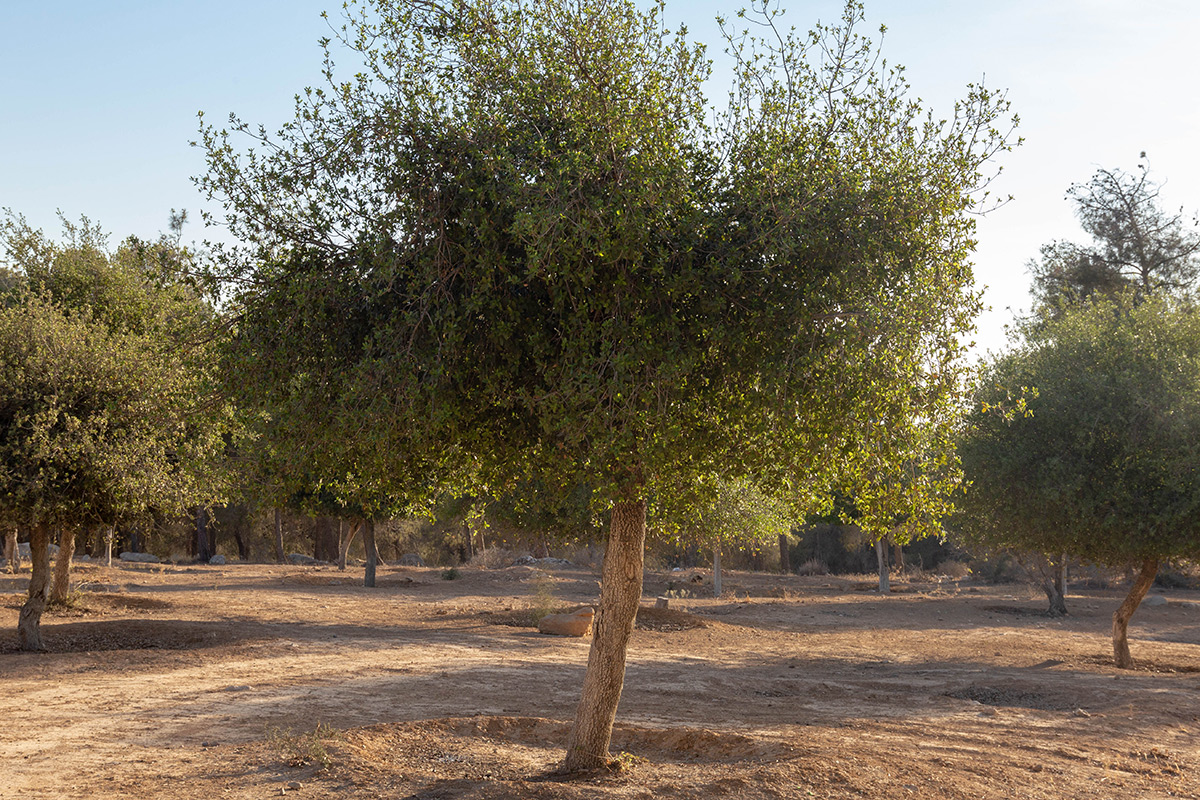 Изображение особи род Quercus.