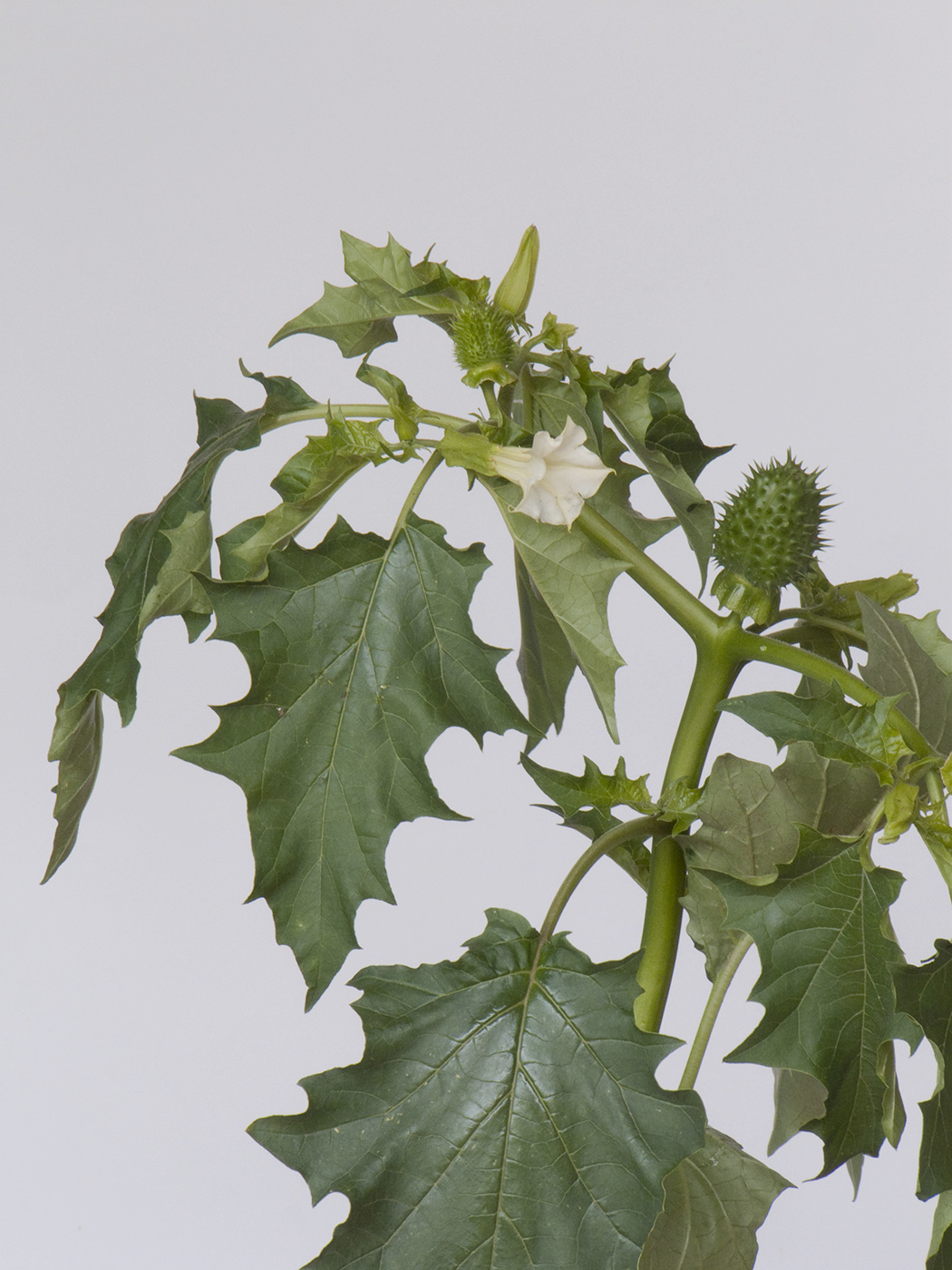 Изображение особи Datura stramonium.