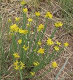 Haplophyllum dauricum