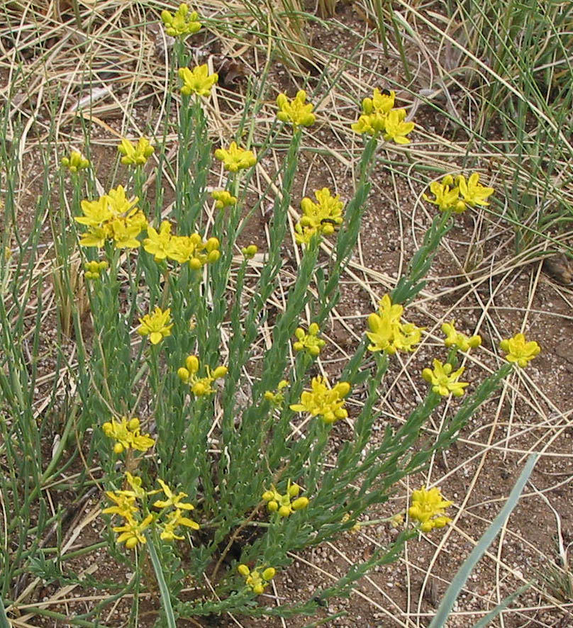 Image of Haplophyllum dauricum specimen.