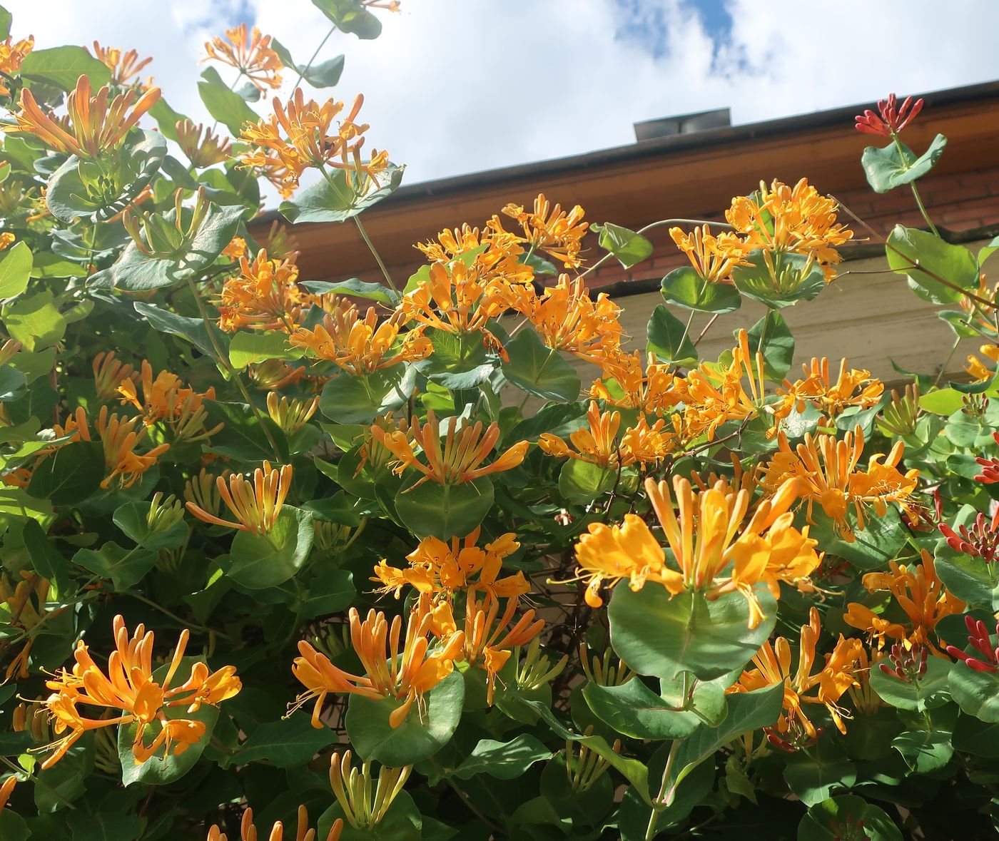 Изображение особи Lonicera × tellmanniana.