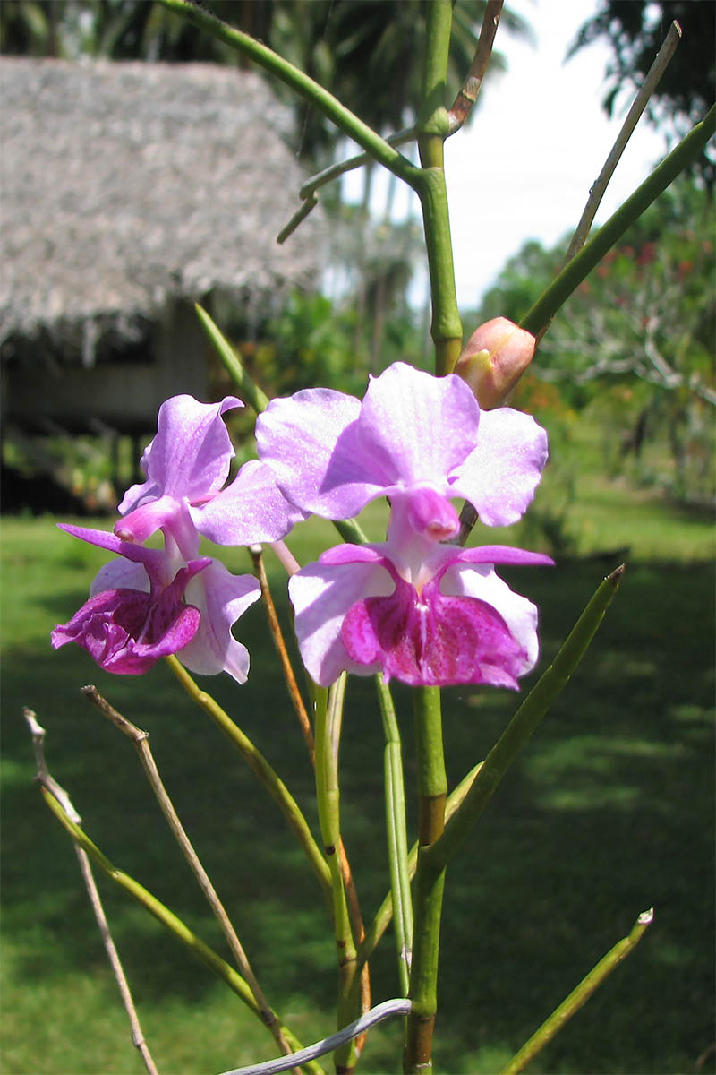 Изображение особи семейство Orchidaceae.