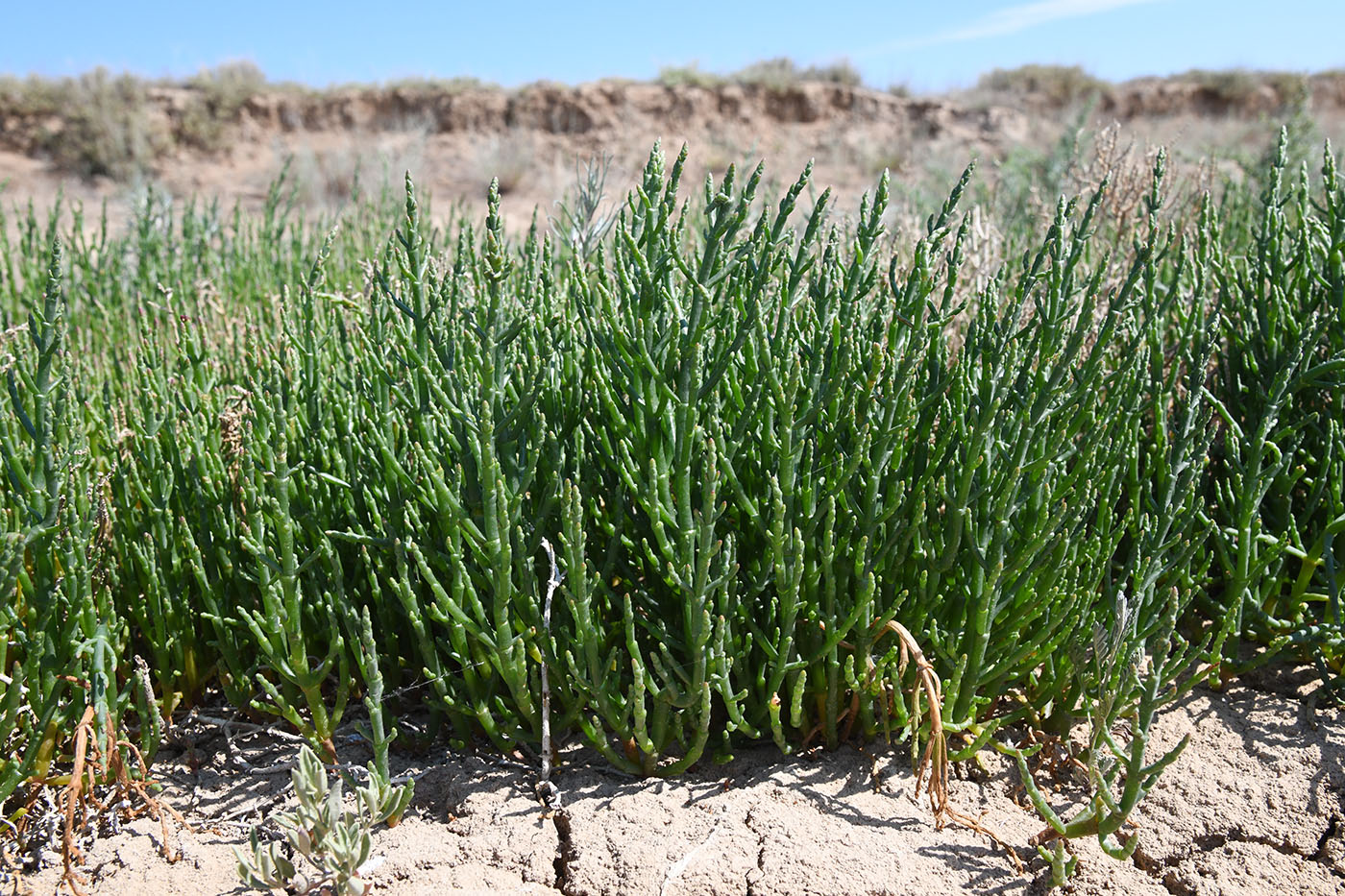 Изображение особи Salicornia perennans.