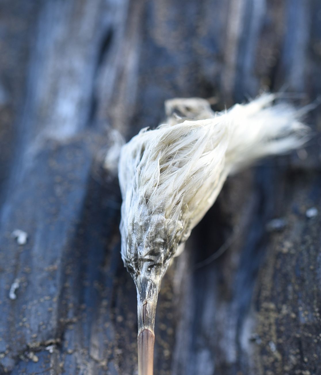 Image of Eriophorum vaginatum specimen.