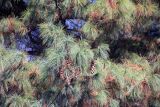 genus Pinus. Ветви с хвоей и шишками. Непал, провинция Багмати, р-н Макванпур, Namtar, Laami Dada. 20.11.2017.