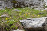 Ranunculus brachylobus