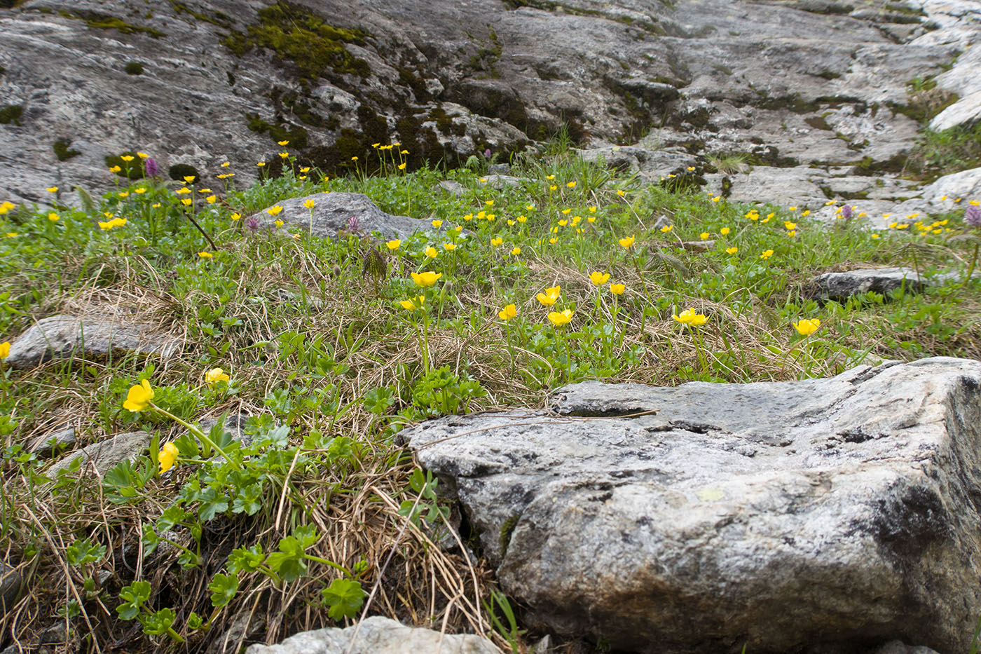 Image of Ranunculus brachylobus specimen.
