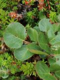 Salix herbacea. Листья среди побегов вороники (Empetrum hermaphroditum). Мурманская обл., окр. г. Заозёрск, высота 314.9, ерниково-кустарничково-лишайниковая каменистая тундра. 01.08.2022.