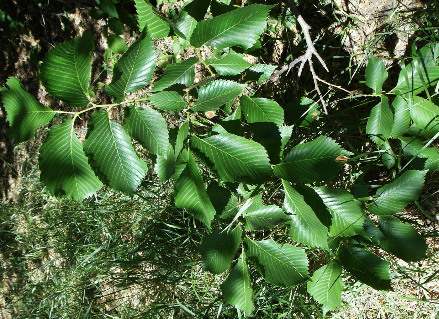 Изображение особи Ulmus laevis.