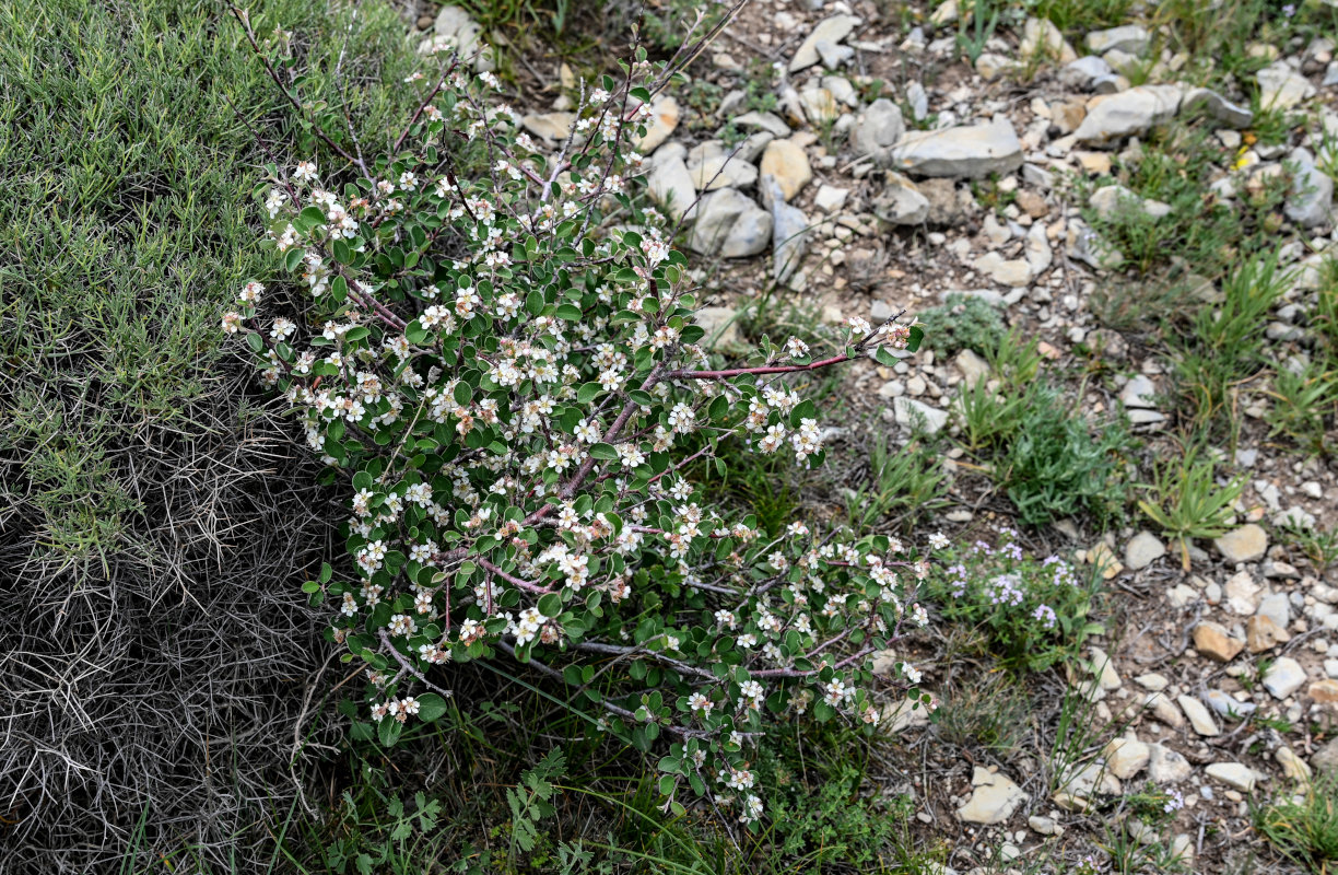 Image of Cotoneaster integerrimus specimen.