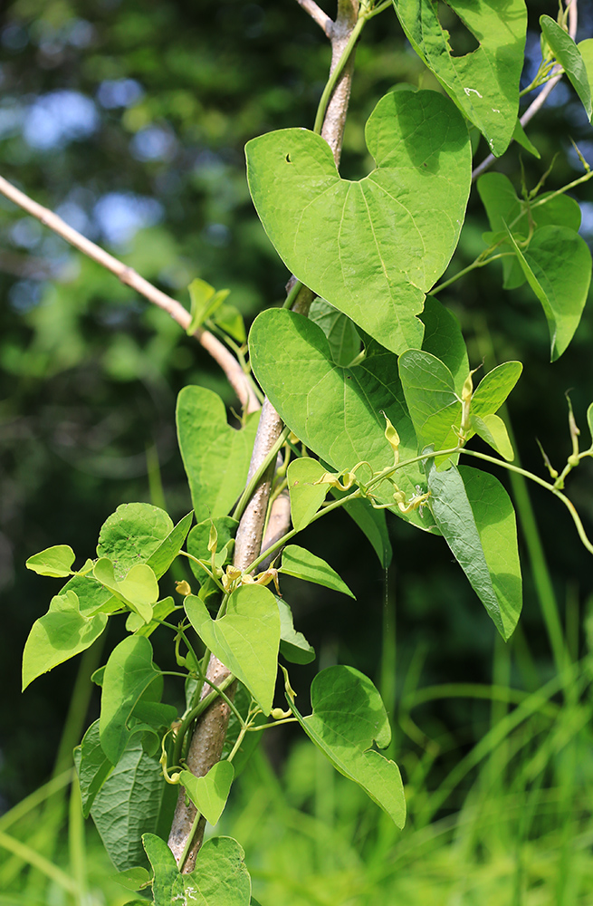 Image of Aristolochia contorta specimen.