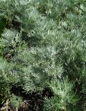 Artemisia sericea