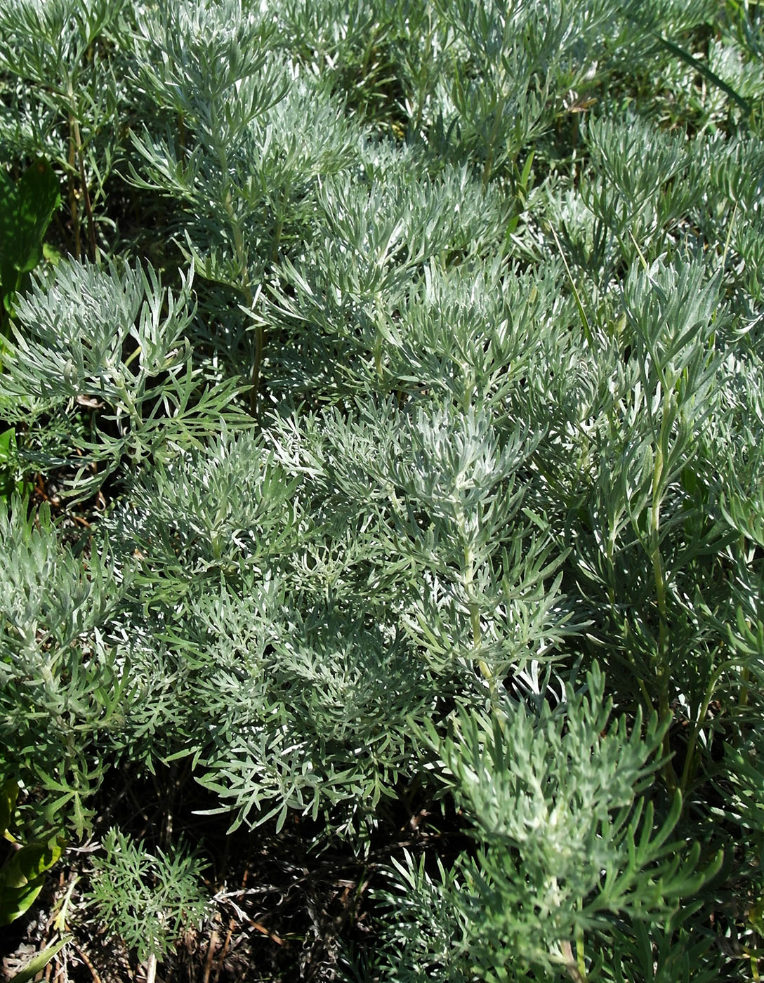 Изображение особи Artemisia sericea.