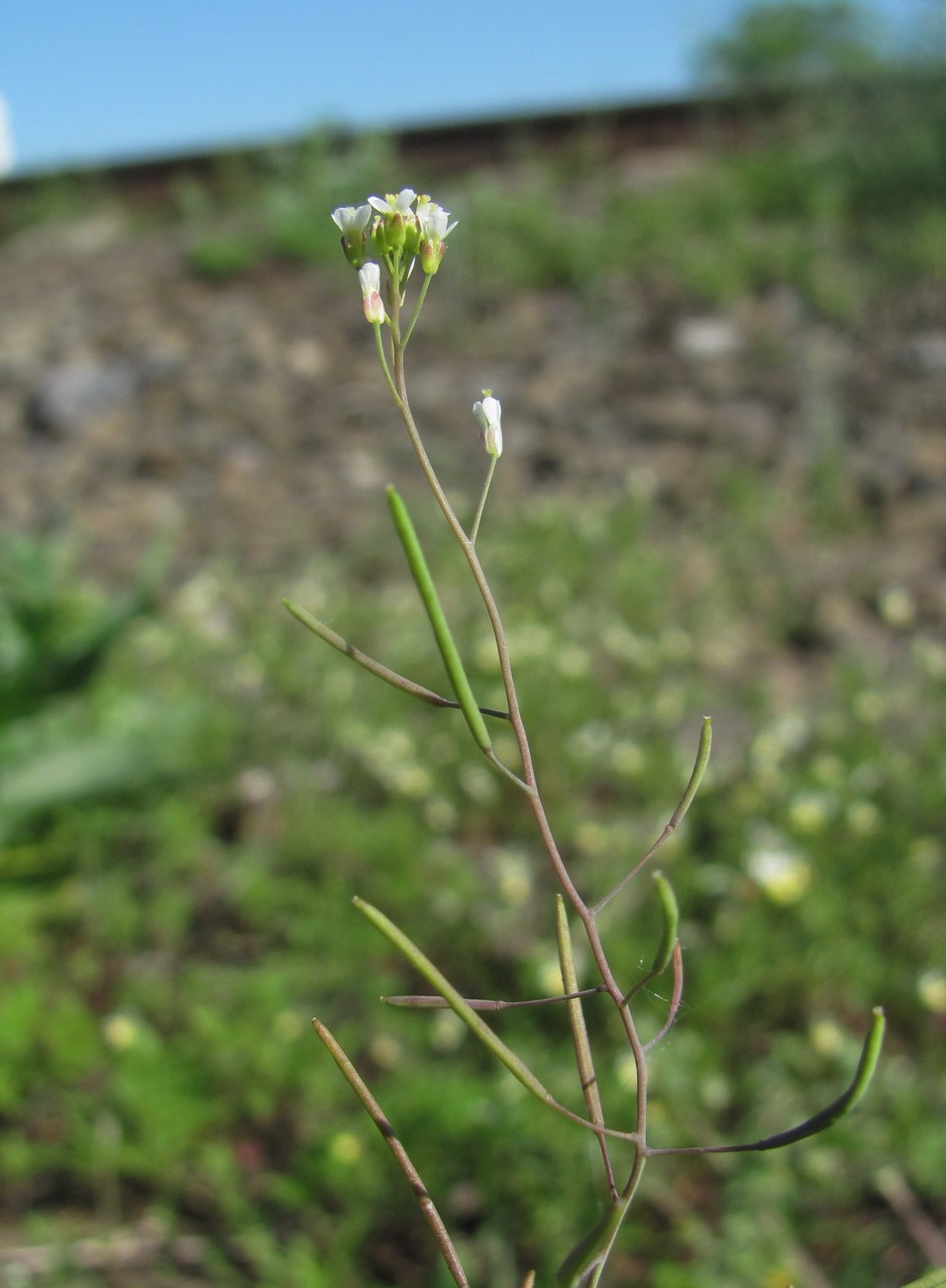 Изображение особи Arabidopsis thaliana.