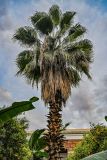 Washingtonia robusta